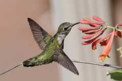 Wildlife-Fyre-Lake-003