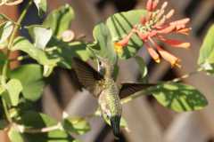 Wildlife-Fyre-Lake-004