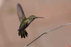 Wildlife-Fyre-Lake-005