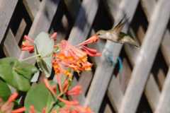 Wildlife-Fyre-Lake-006