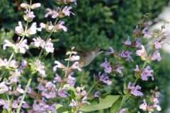 Wildlife-Fyre-Lake-007