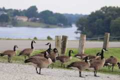 Wildlife-Fyre-Lake-008