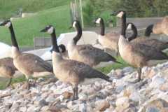 Wildlife-Fyre-Lake-009