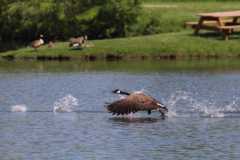 Wildlife-Fyre-Lake-010