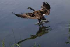 Wildlife-Fyre-Lake-011