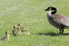 Wildlife-Fyre-Lake-012