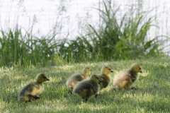 Wildlife-Fyre-Lake-013