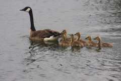 Wildlife-Fyre-Lake-014