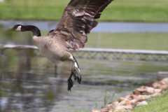 Wildlife-Fyre-Lake-015