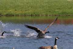 Wildlife-Fyre-Lake-016