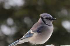 Wildlife-Fyre-Lake-018