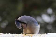 Wildlife-Fyre-Lake-019