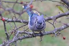 Wildlife-Fyre-Lake-020