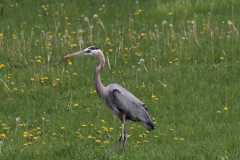 Wildlife-Fyre-Lake-021