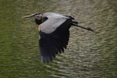 Wildlife-Fyre-Lake-022