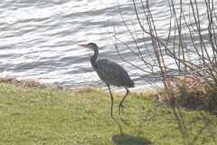 Wildlife-Fyre-Lake-024