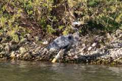 Wildlife-Fyre-Lake-025