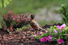 Wildlife-Fyre-Lake-026