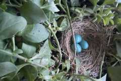 Wildlife-Fyre-Lake-027