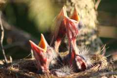 Wildlife-Fyre-Lake-028