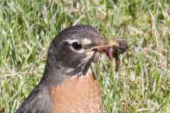 Wildlife-Fyre-Lake-029