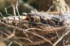 Wildlife-Fyre-Lake-030