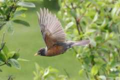 Wildlife-Fyre-Lake-031