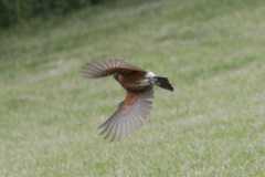 Wildlife-Fyre-Lake-032