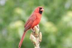 Wildlife-Fyre-Lake-033