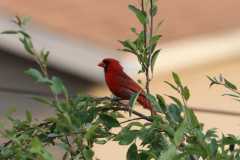 Wildlife-Fyre-Lake-034