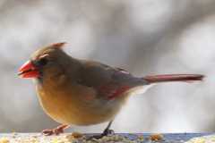 Wildlife-Fyre-Lake-035