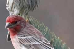 Wildlife-Fyre-Lake-036