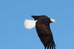 Wildlife-Fyre-Lake-037