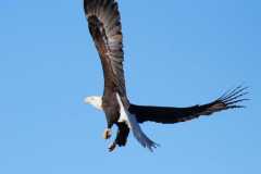 Wildlife-Fyre-Lake-038