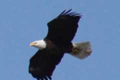 Wildlife-Fyre-Lake-039