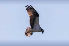 Wildlife-Fyre-Lake-040