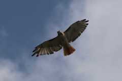 Wildlife-Fyre-Lake-041