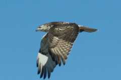 Wildlife-Fyre-Lake-043