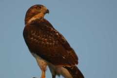 Wildlife-Fyre-Lake-044