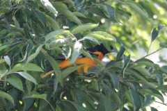 Wildlife-Fyre-Lake-050