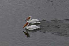 Wildlife-Fyre-Lake-058