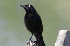 Wildlife-Fyre-Lake-062