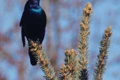 Wildlife-Fyre-Lake-063