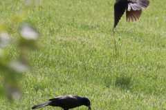 Wildlife-Fyre-Lake-064