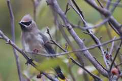 Wildlife-Fyre-Lake-066