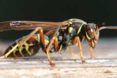 Wildlife-Fyre-Lake-070