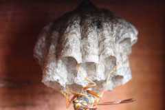 Wildlife-Fyre-Lake-071