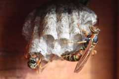 Wildlife-Fyre-Lake-072