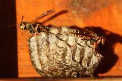 Wildlife-Fyre-Lake-073