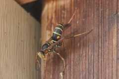 Wildlife-Fyre-Lake-074